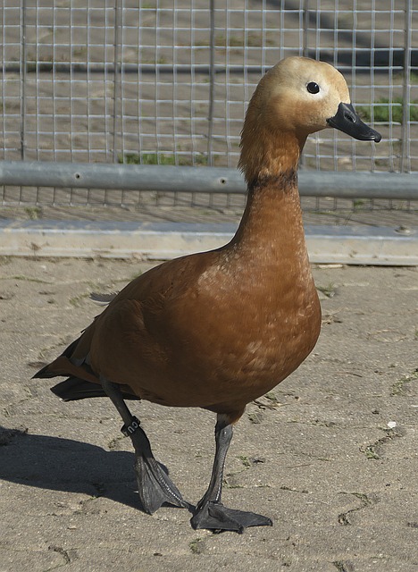 钢铁防线